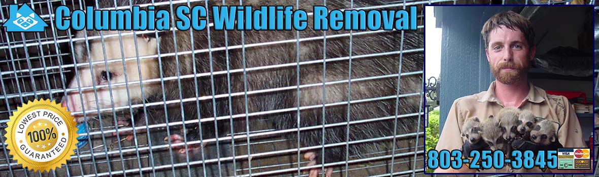 Columbia Wildlife and Animal Removal